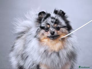 Pomeranian dogs Pomeranian champions - Advert 4