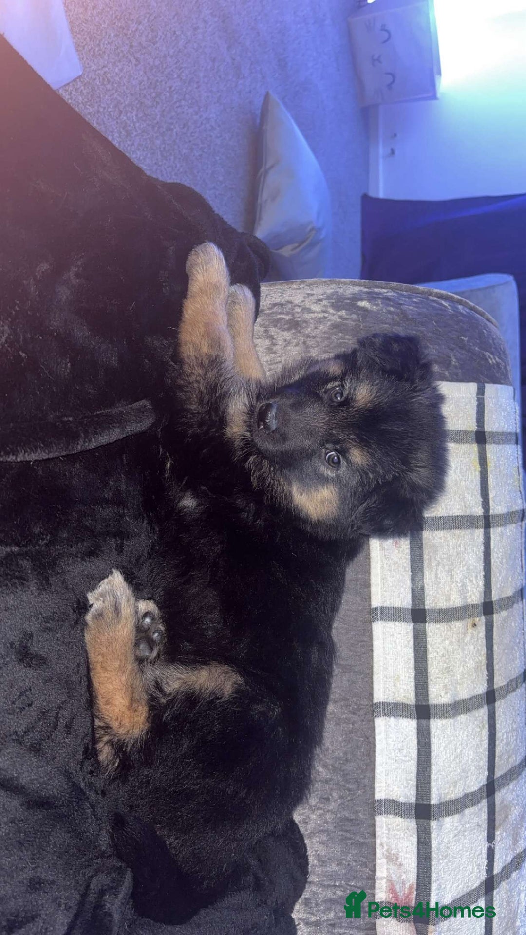 Shepsky dogs for sale: Female Shepsky - Image 2