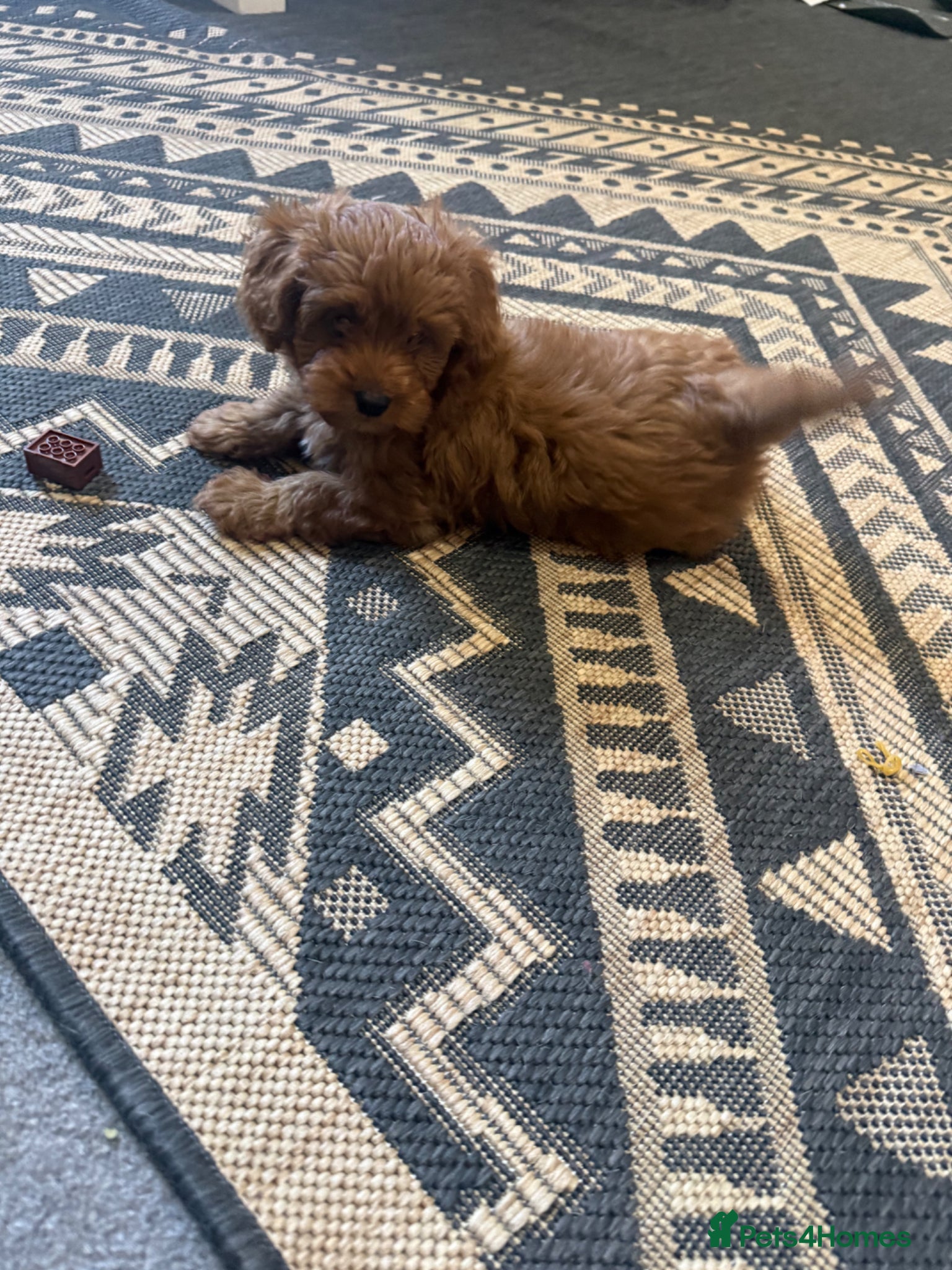 Cavapoo dogs Gorgeous red tiny male cavapoo puppy - Ready now - Advert 8