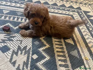 Cavapoo dogs Gorgeous red tiny male cavapoo puppy - Ready now - Advert 8