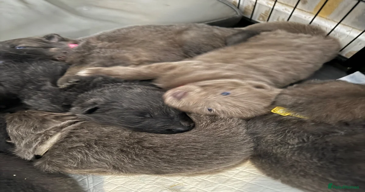 German Shepherd Puppies for sale in Liverpool, Merseyside | Pets4Homes