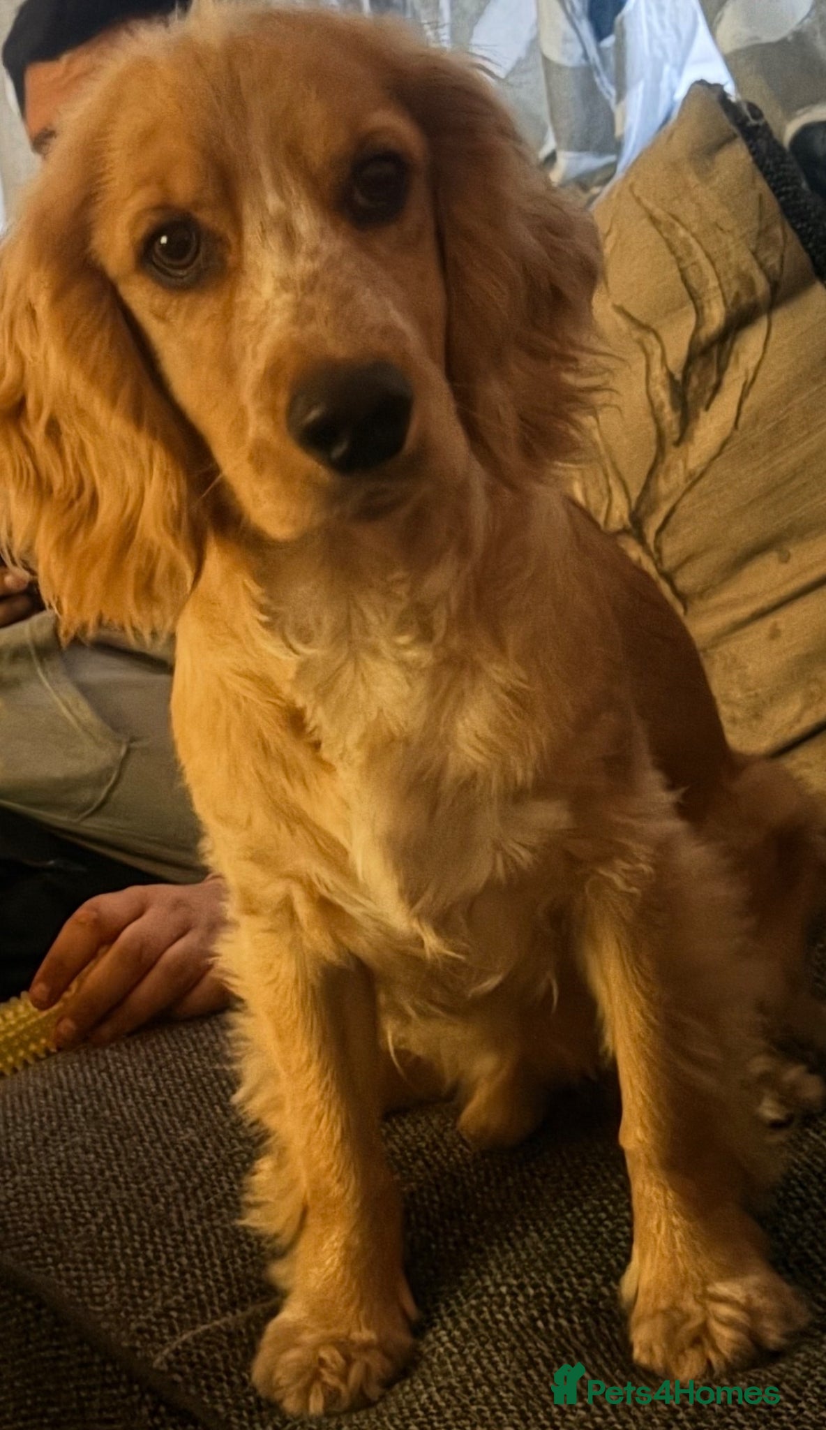 Cocker Spaniel dogs Cocker spaniel - Advert 1