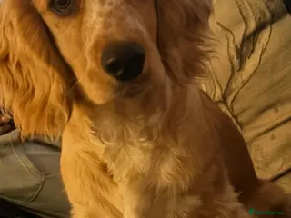 Cocker Spaniel dogs Cocker spaniel - Advert 1