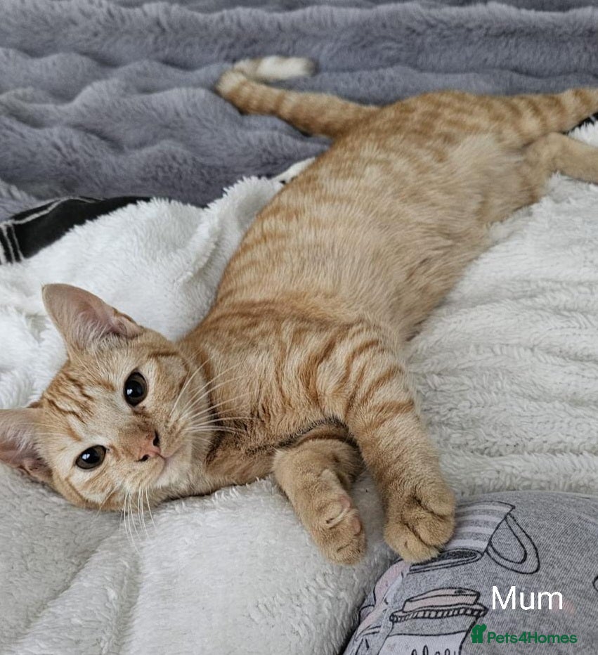 Mixed Breed cats 3 Ginger/Orange Tabby Half Bengal Kittens - Advert 1