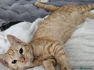 Mixed Breed cats 3 Ginger/Orange Tabby Half Bengal Kittens - Advert 1