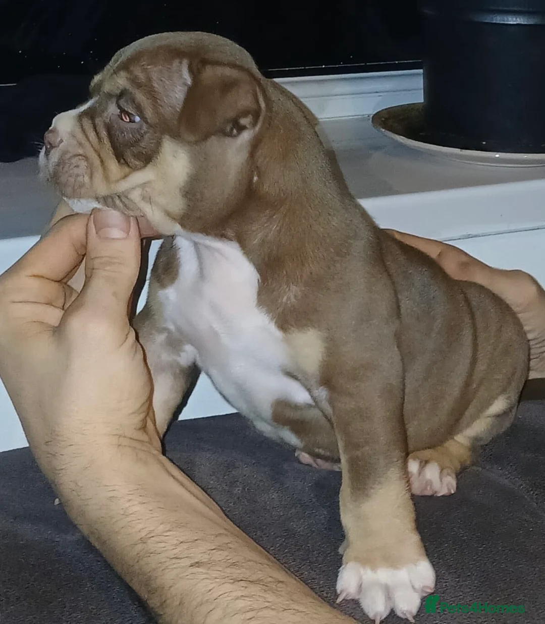 American Bully dogs for sale: POCKET BULLYS CHAMPION BLOOD LINES ABKC REGISTERD - Advert 16
