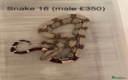 Boa Snake reptiles for sale: ✨ Stunning Red Tailed Suriname Boa’s (BCC) ✨ - Image 18