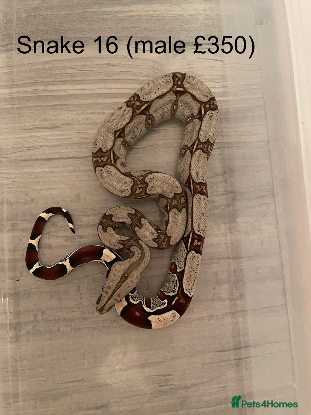 Boa Snake reptiles for sale: ✨ Stunning Red Tailed Suriname Boa’s (BCC) ✨ - Image 18
