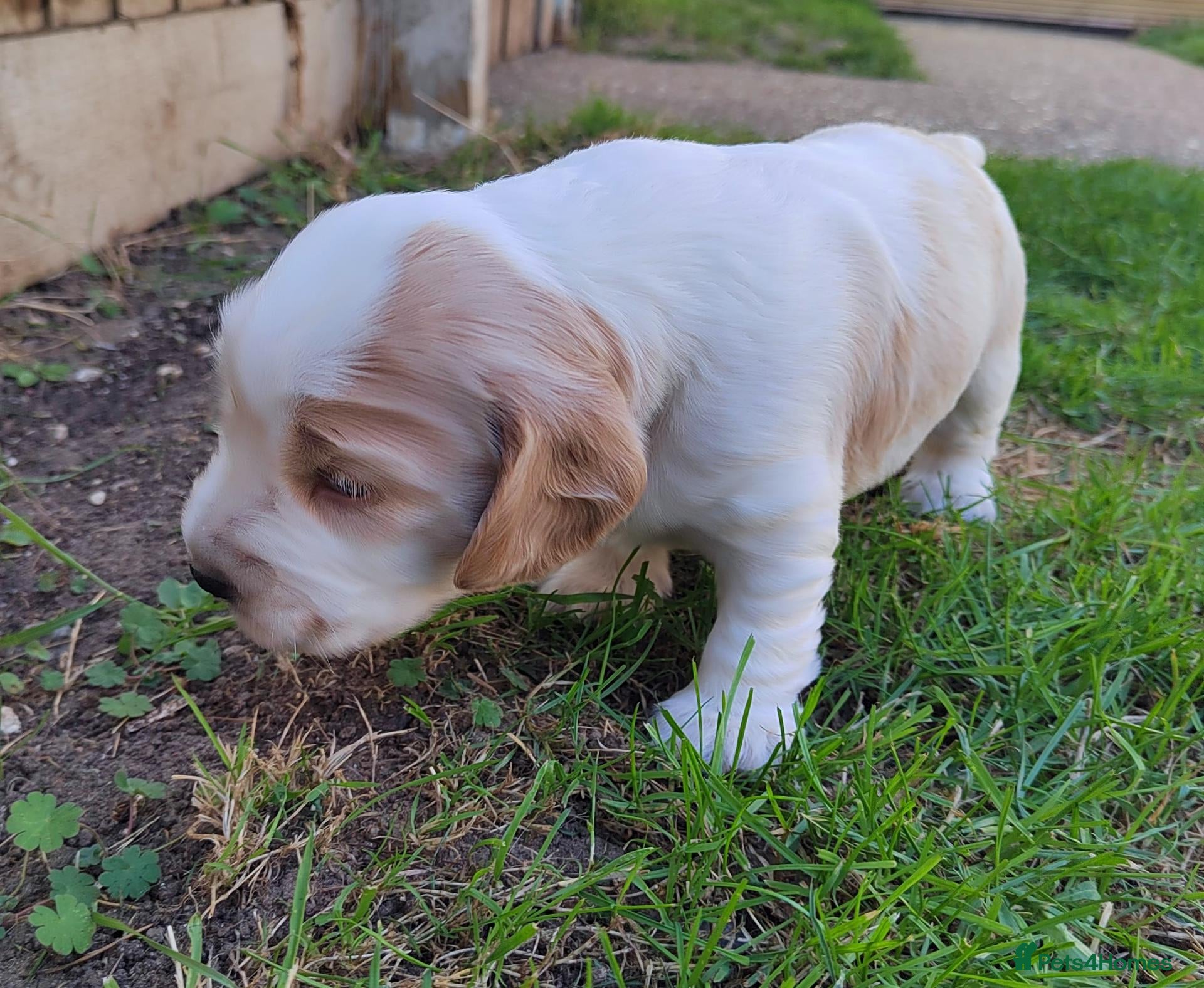 Cocker Spaniel dogs KC REG COCKER SPANIEL MALE - Advert 16
