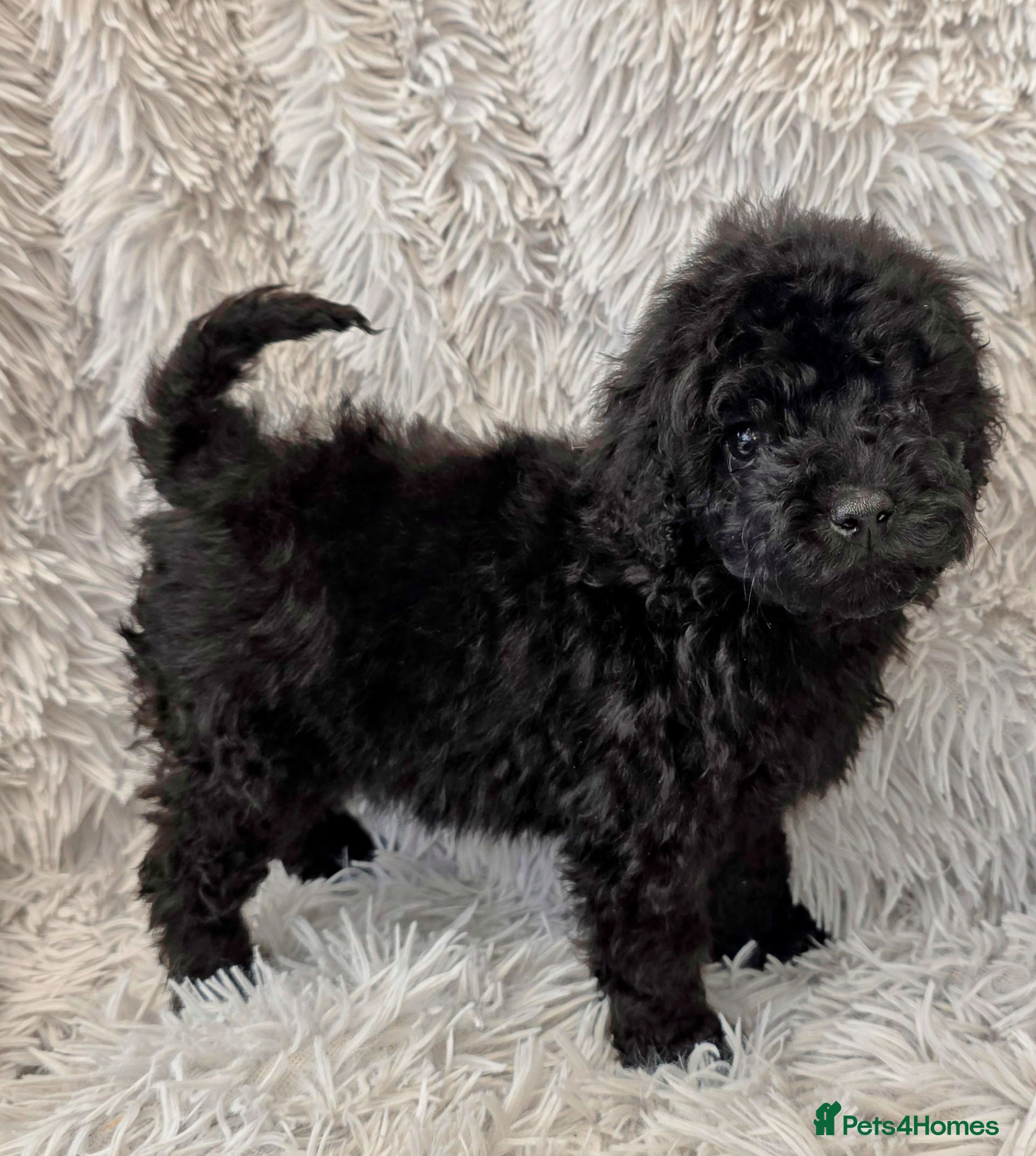 Toy Poodle dogs KC REGISTERED TOY POODLES FULLY HEALTH TESTED  - Advert 15