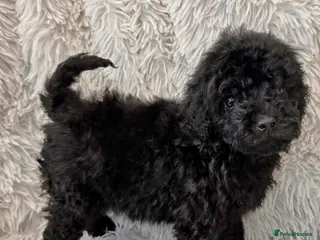 Toy Poodle dogs KC REGISTERED TOY POODLES FULLY HEALTH TESTED - Advert 1