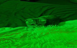 Scottish Fold cats for sale:  Last male Scottish fold kitten - Image 14
