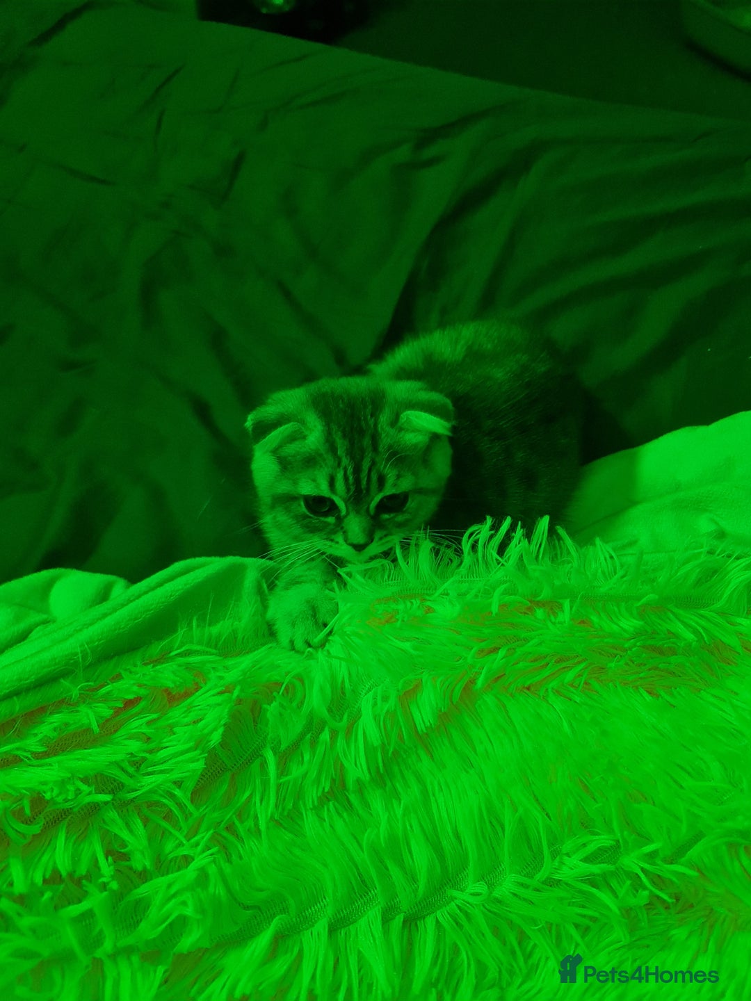Scottish Fold cats for sale:  Last male Scottish fold kitten - Image 14