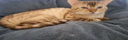 Bengal cats for sale: Mink x snow lynx bengal  - Advert 14