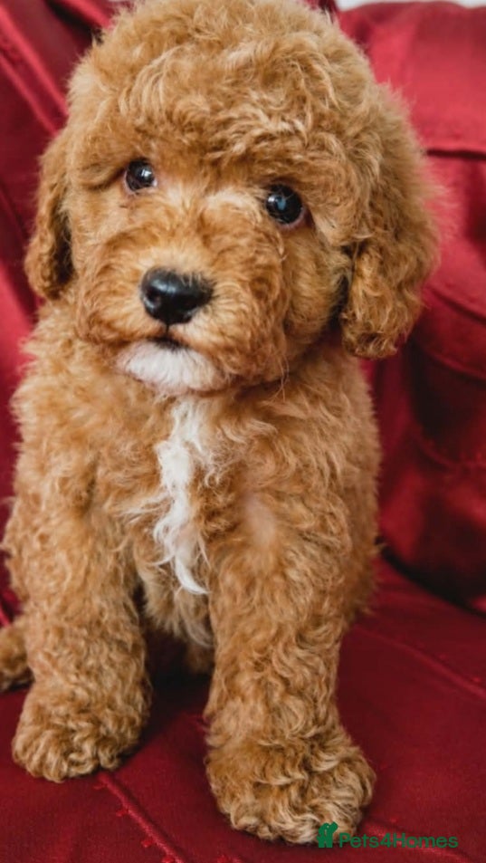 Maltipoo dogs Beautiful Maltipoo Puppies Ready  - Advert 2