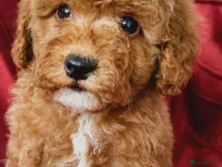 Maltipoo dogs Beautiful Maltipoo Puppies Ready - Advert 1