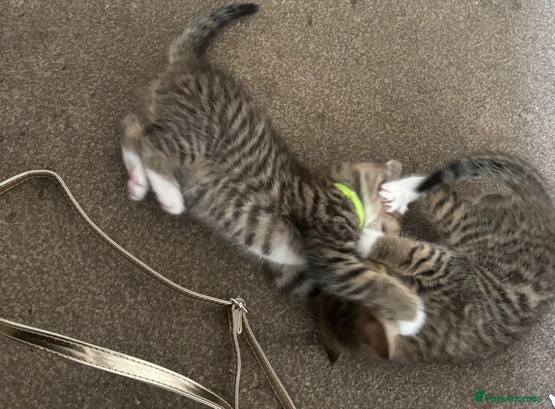 Mixed Breed cats for sale: Beautiful kittens  in Ipswich - Advert 2
