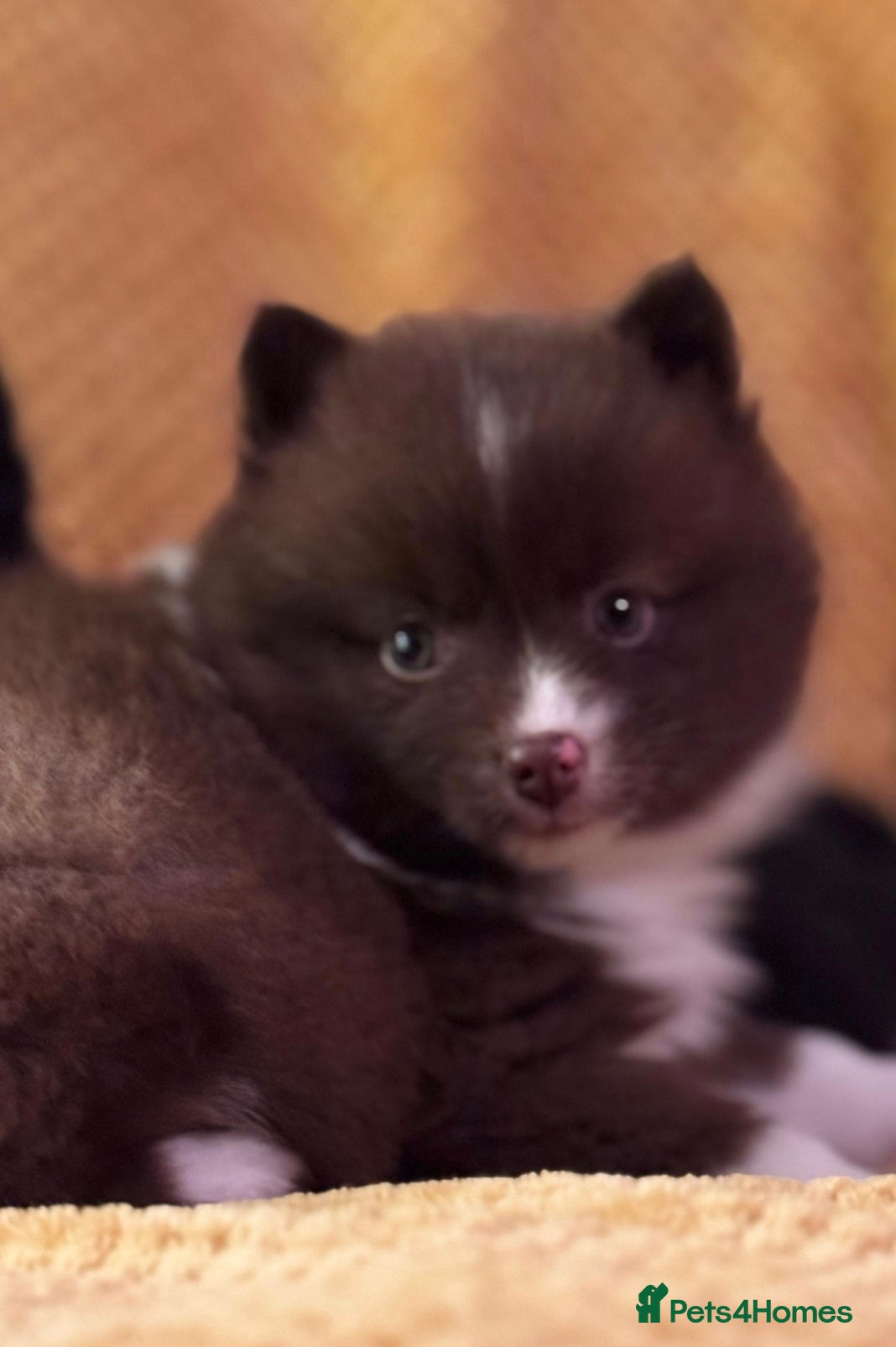 Pomsky dogs Ready now - Fluffy Pomsky pups - Advert 1