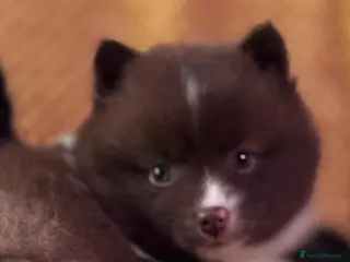 Pomsky dogs Ready now - Fluffy Pomsky pups - Advert 3