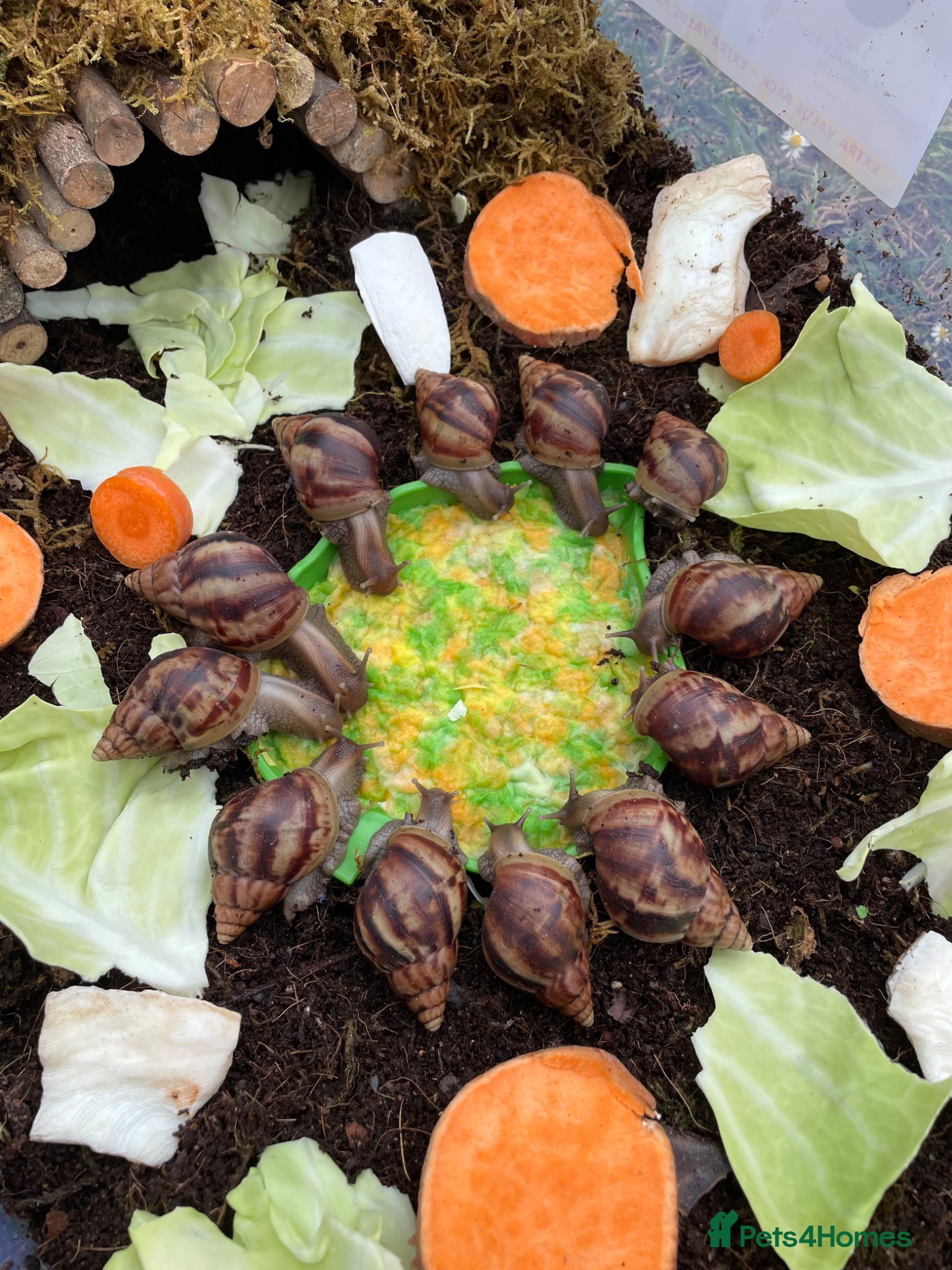Snails invertebrates Giant African Snails for sale! - Advert 2