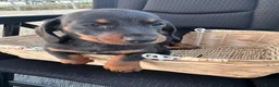 Dachshund dogs for sale: Dachshund  in Swadlincote - Advert 3