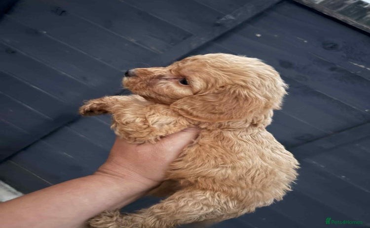 Cockapoo dogs - Advert 13