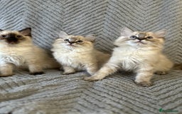 Ragdoll cats for sale: Ragdoll Linx kittens - Image 4