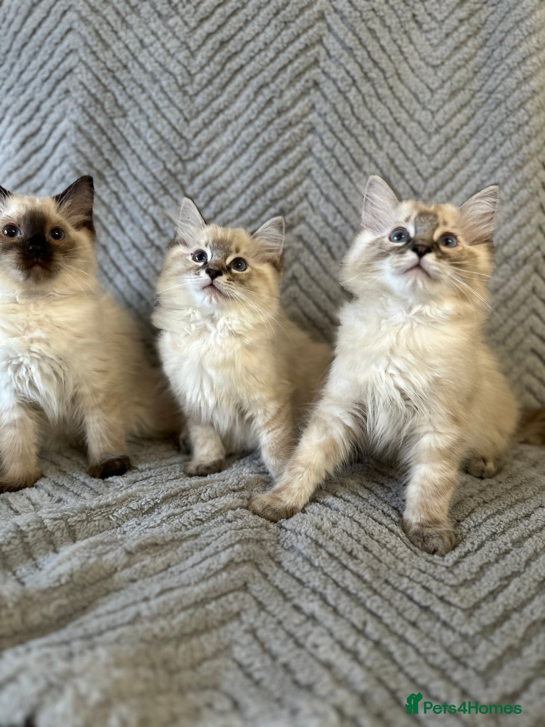 Ragdoll cats for sale: Ragdoll Linx kittens - Image 4