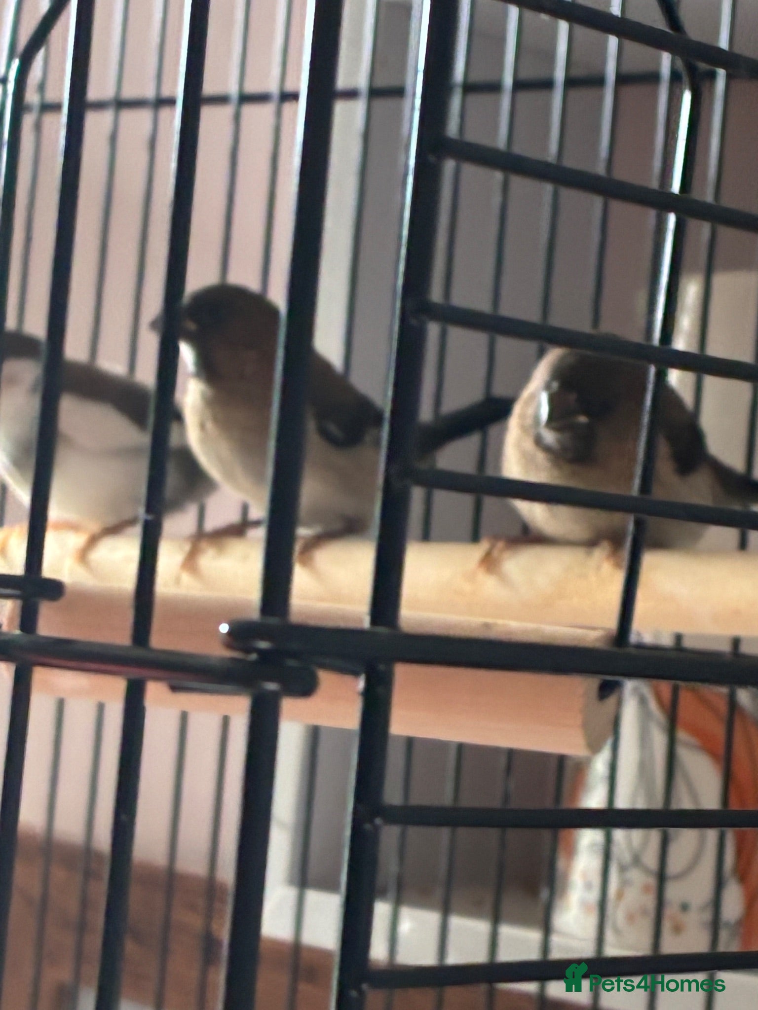Finches birds Bengali’s finches x 3 - Advert 2