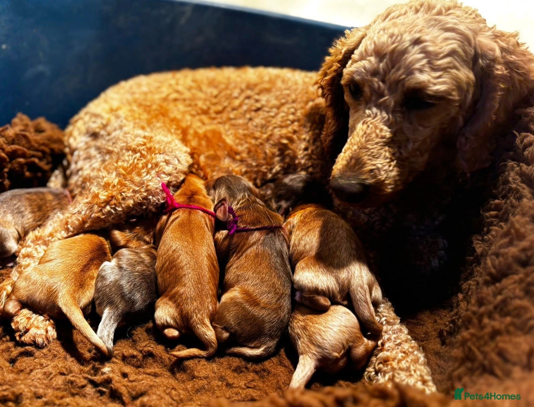 Cockapoo dogs for sale: Fabulous F1 Sable Cockapoos - Advert 8
