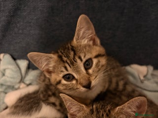 Mixed Breed cats Grey tabby kitten - female. - Advert 15