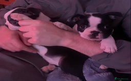 Boston Terrier dogs for sale: Boston Terrier Puppy 2 - KC boston terrier Puppies 1 BEAUTIFUL GIRL LEFT - Image 4