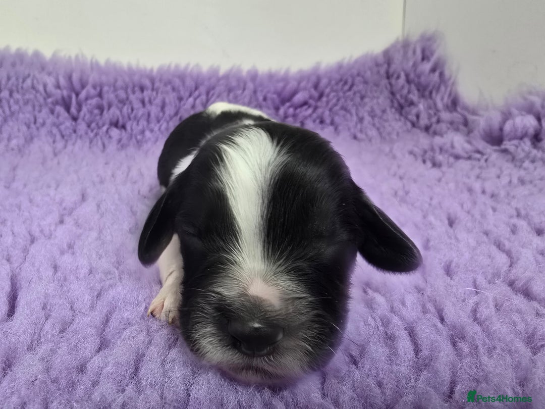 English Springer Spaniel dogs for sale: KC clear DNA vax vetted Springer Pups - Image 16