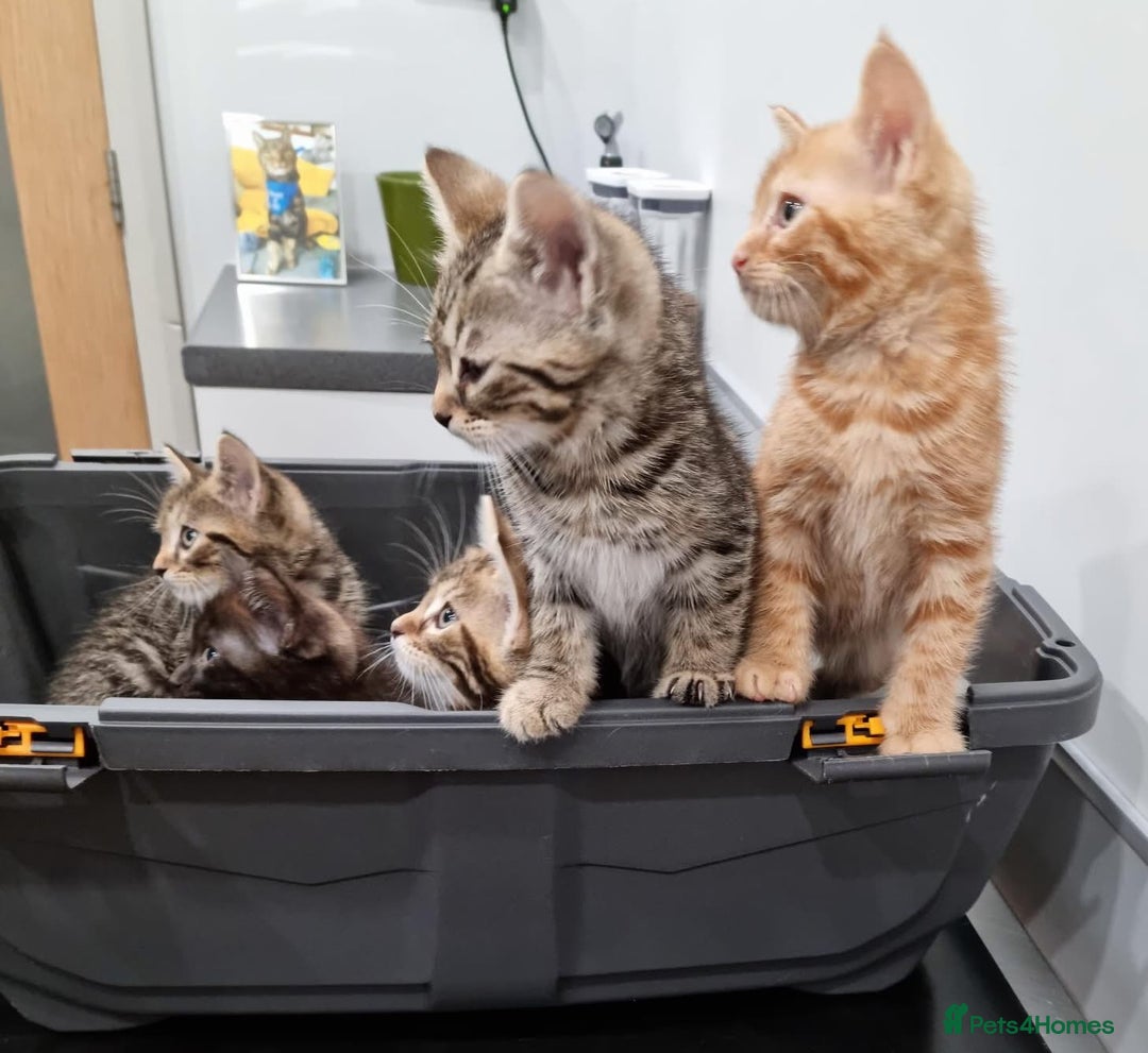 Bengal cats for sale: Gorgeous Bengal / Persian X kittens - Image 10