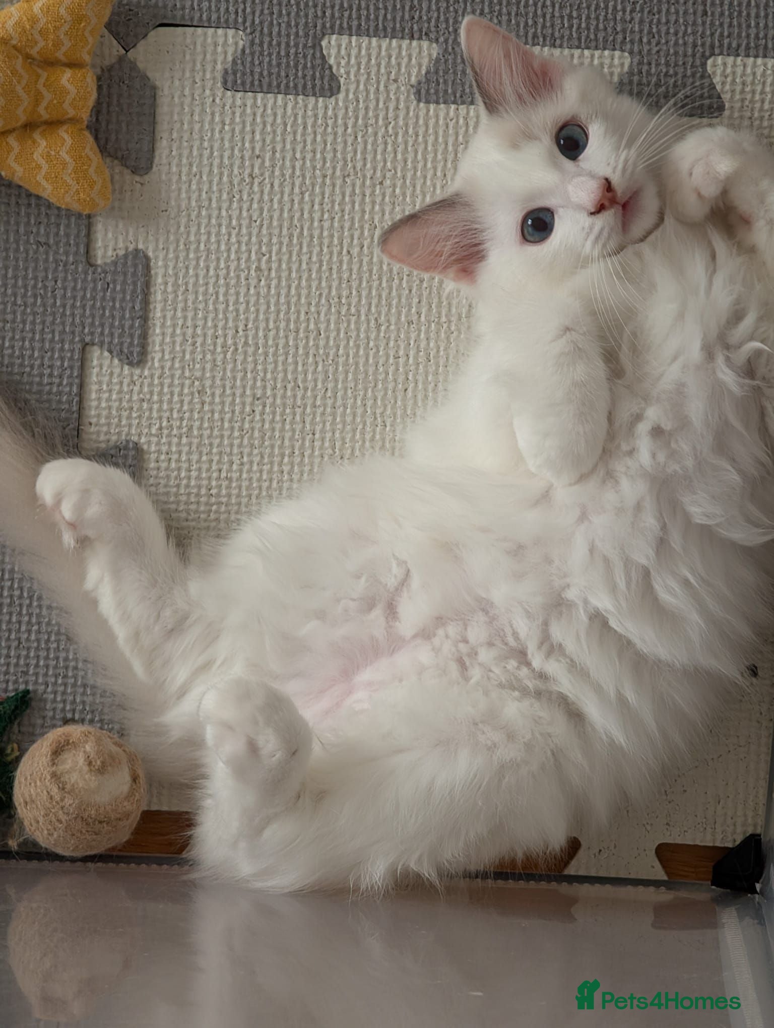 Ragdoll cats Last beautiful Blue Bi-Colour Ragdoll Kittens 🐾 - Advert 2