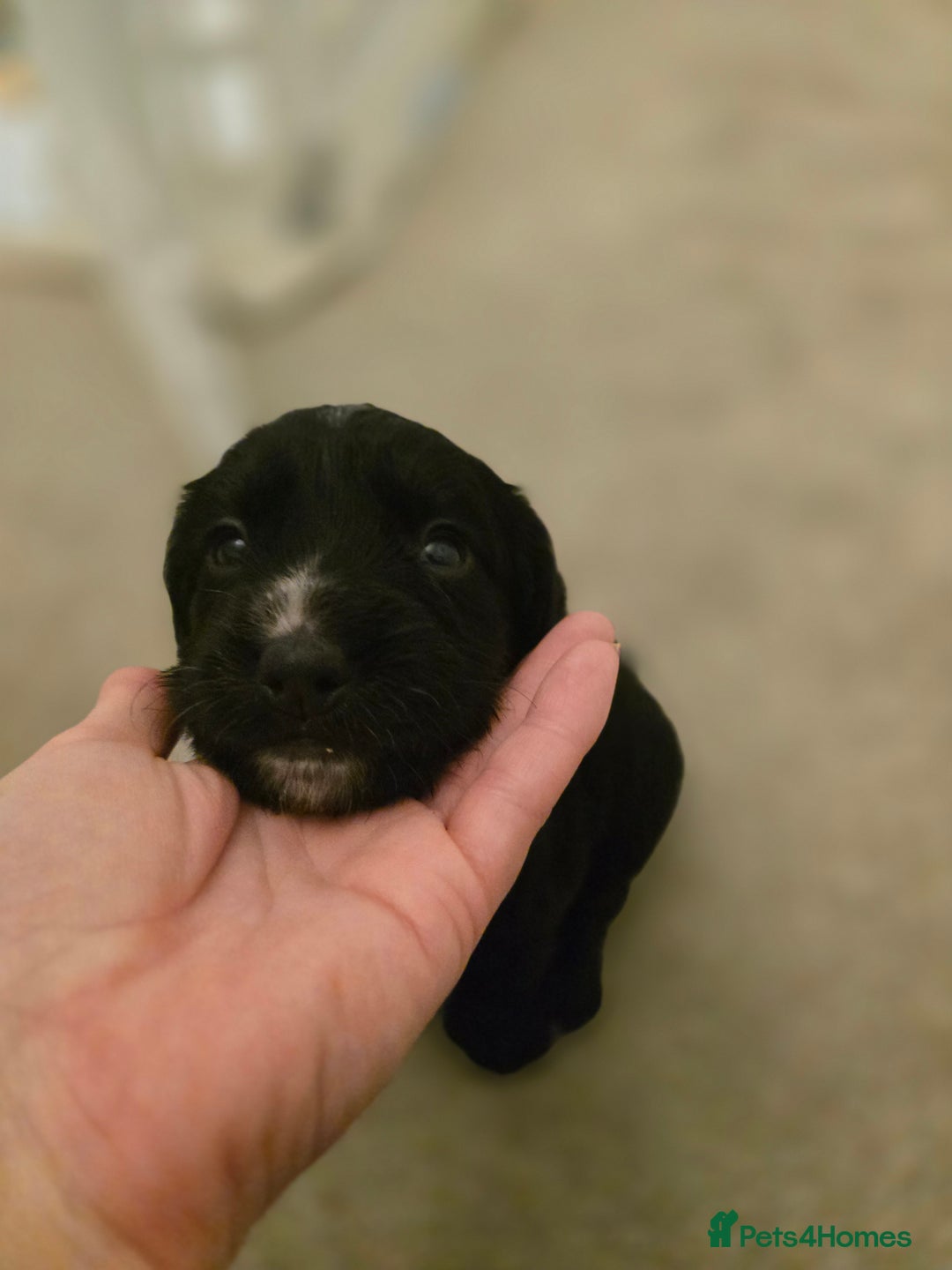 Cocker Spaniel dogs for sale: Working cocker spaniel males  - Advert 6