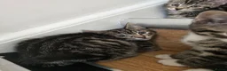 Mixed Breed cats for sale: Adorable Kittens Looking for Loving Homes baby cat in London - Advert 10