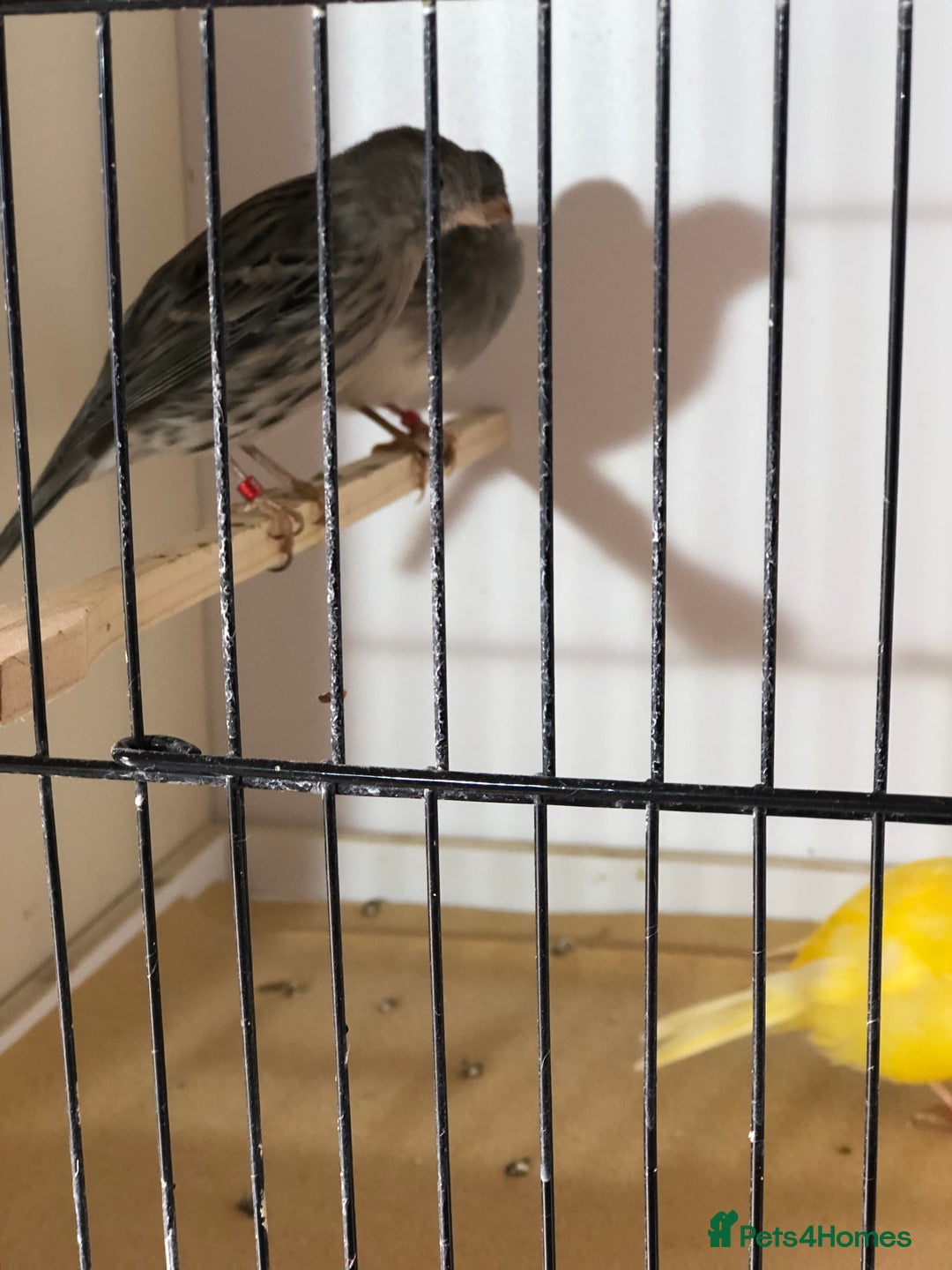 Canaries birds for sale: Fife canaries for sale 2025 bred - Image 9