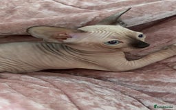 Sphynx cats for sale: Sweet Cream Sphynx Kitten looking for a family - Image 12