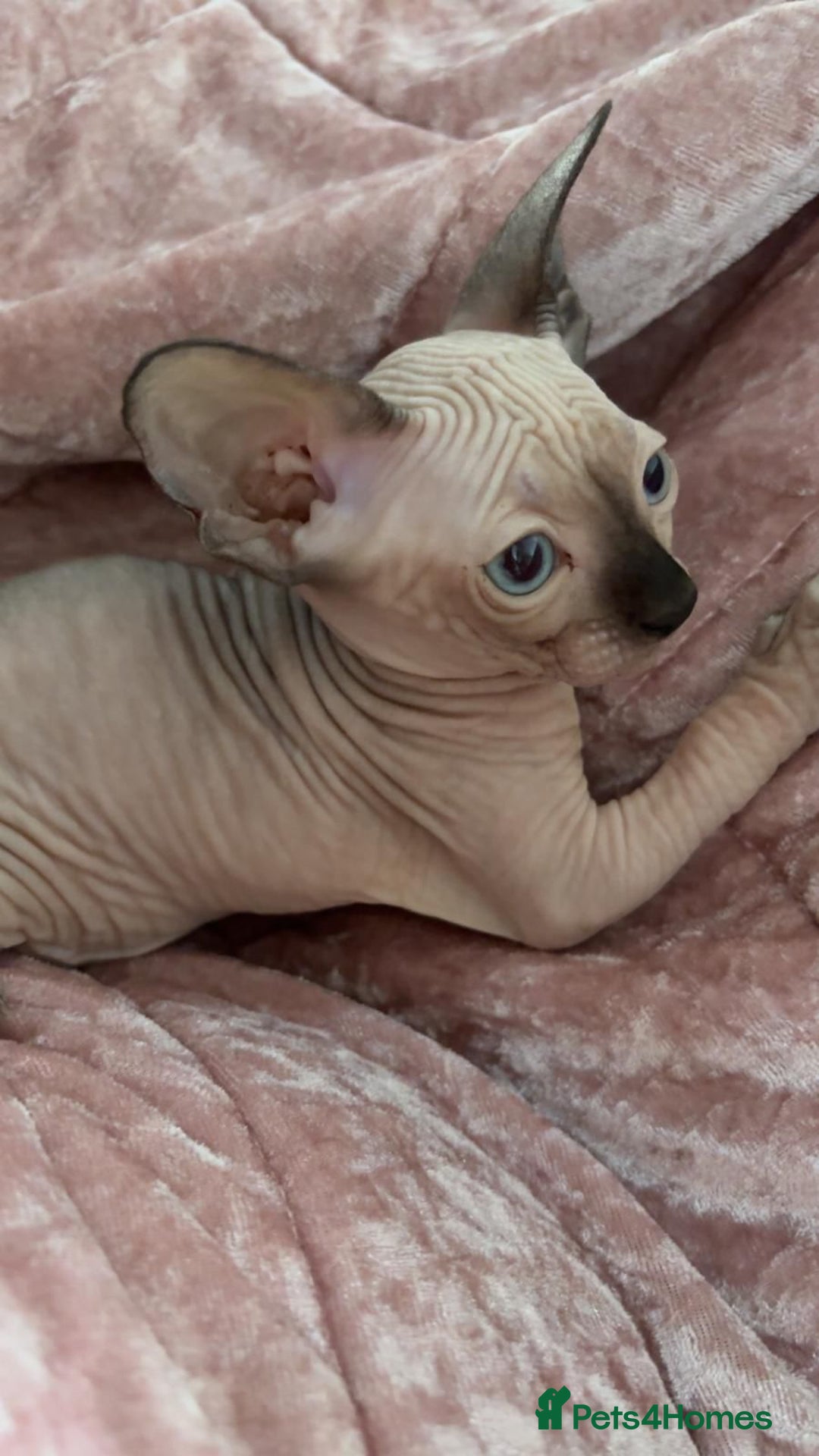 Sphynx cats for sale: Sweet Cream Sphynx Kitten looking for a family - Image 12