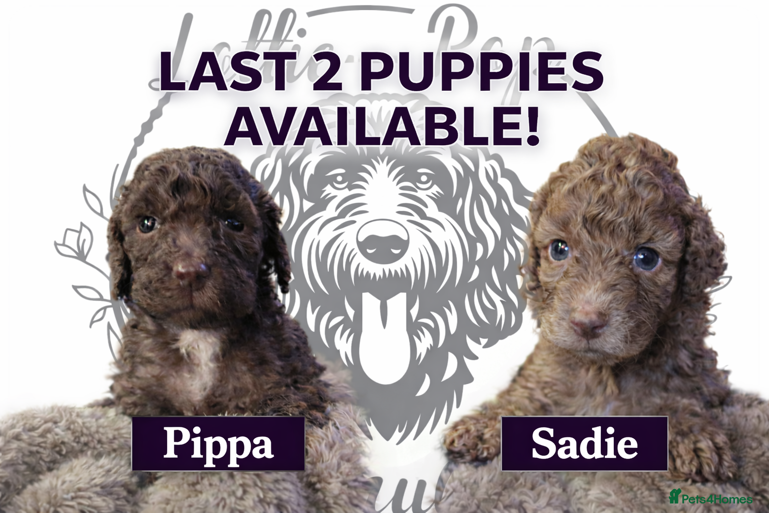 Cockapoo dogs 🤍 Beautiful F3 Multigen Cockapoo Puppies🤍 Last 2 - Advert 4