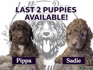 Cockapoo dogs 🤍 Beautiful F3 Multigen Cockapoo Puppies🤍 Last 2 - Advert 2