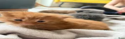 Mixed Breed cats for sale: 6 kittens  - Advert 11
