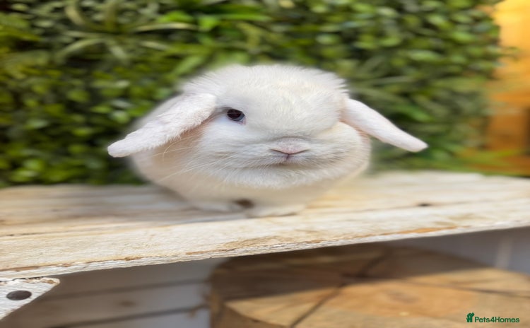 Mini Lop rabbits - Advert 5