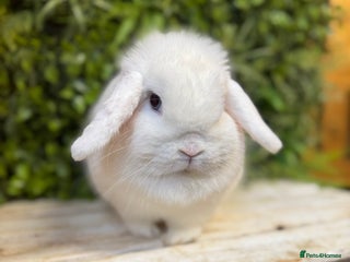 Mini Lop rabbits - Advert 9