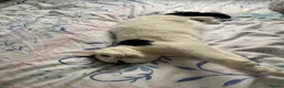 Mixed Breed cats for sale: ‘Bertie’ Indoor Female Cat for Sale - Advert 5
