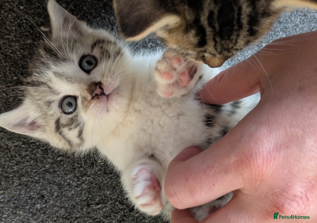 Mixed Breed cats for sale: Three Fluffy Tigers  - Image 9