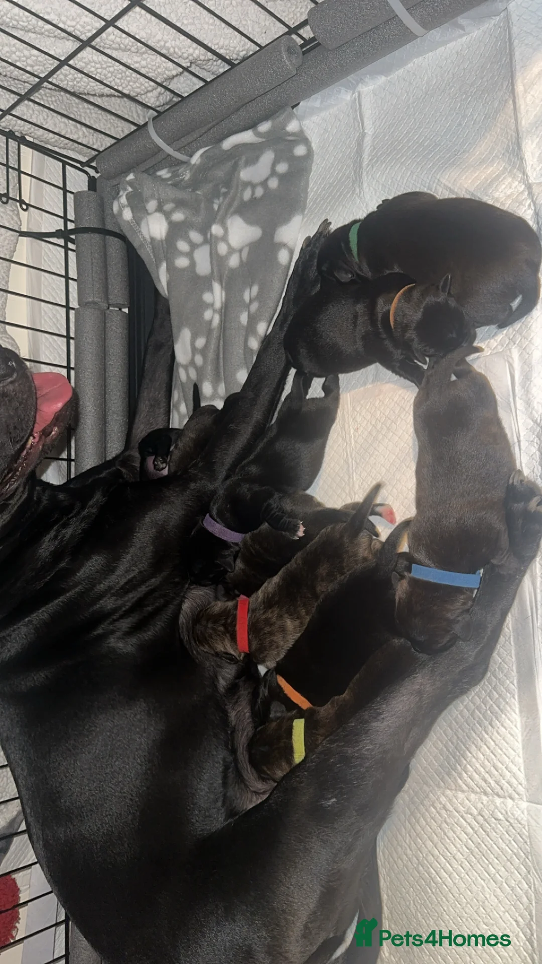 Mixed Breed dogs for sale: Staff x Labrador x jack russel  in Warrington - Advert 2