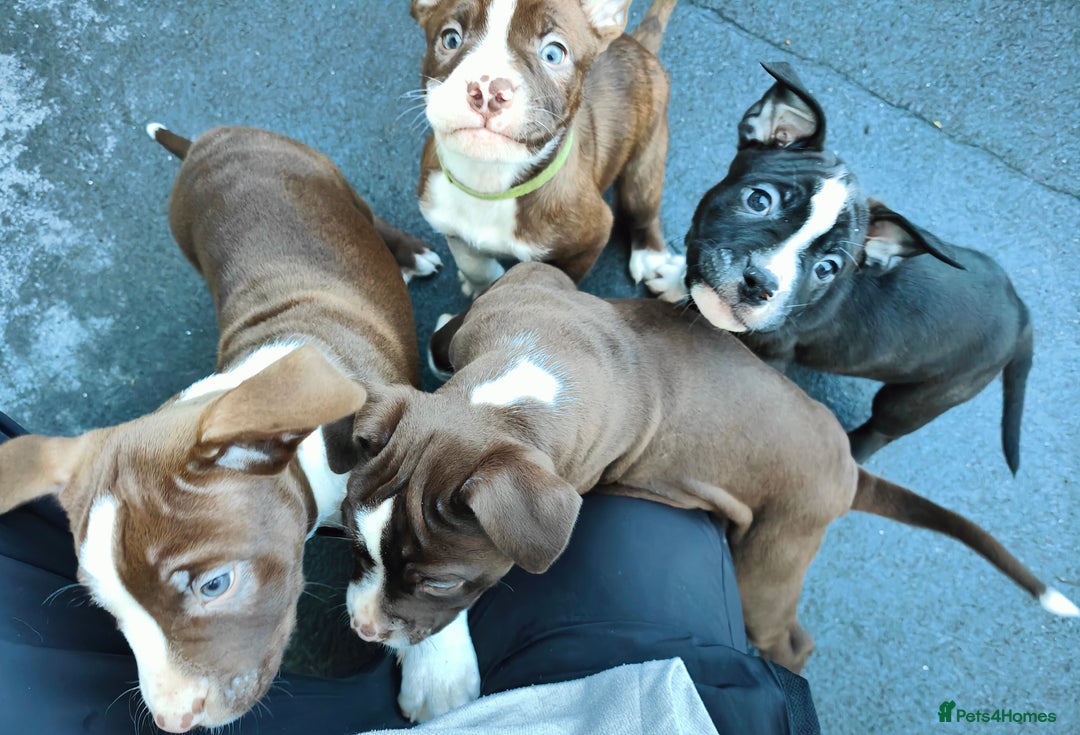 Mixed Breed dogs for sale: Olde English Bulldogge/Staffy Collie - Advert 15
