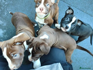 Mixed Breed dogs Olde tyme English Bulldogge/Staffy bull Collie mix - Advert 15